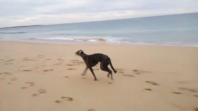 3 attributes my greyhound has taught me about presentation skills смотреть онлайн