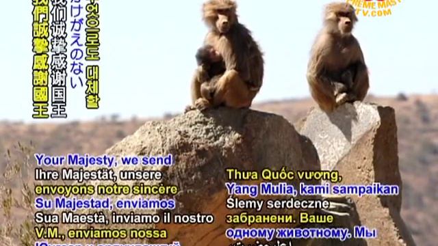Saudi Arabia bans hunting of migratory birds and other animals смотреть онлайн