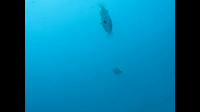 Расписной единорог (Aluterus scriptus или Scribbled filefish) смотреть онлайн