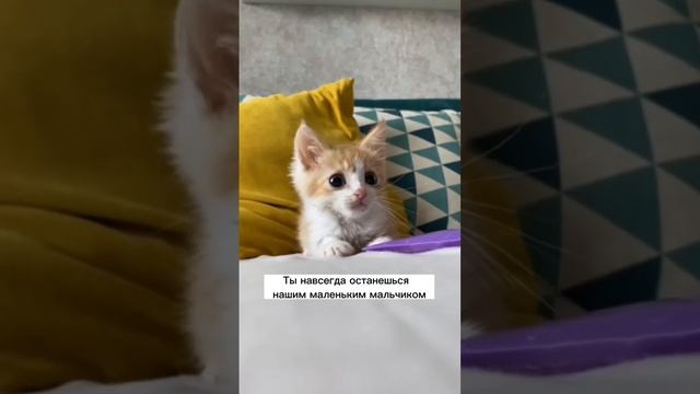 Рудик, пришло время прощаться смотреть онлайн