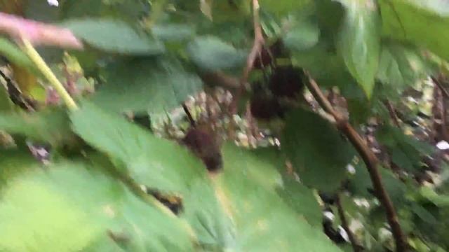 Малина в Ноябре! Курская область смотреть онлайн