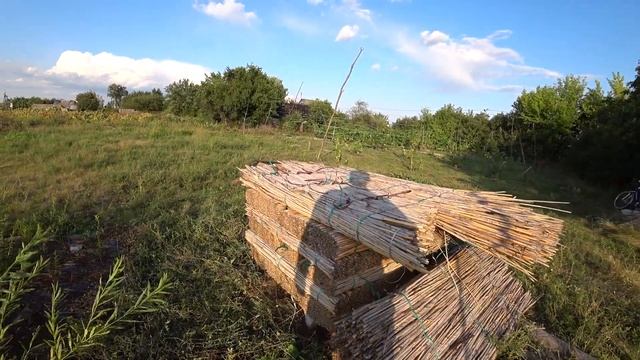 Сорт ивы (верба)Американка Гигантская и маты из камыша смотреть онлайн