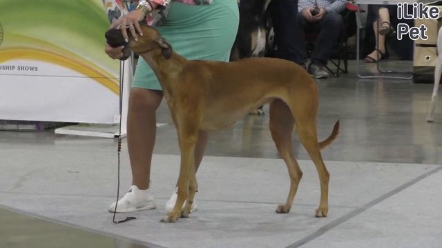 Как ухаживать за русской борзой? смотреть онлайн