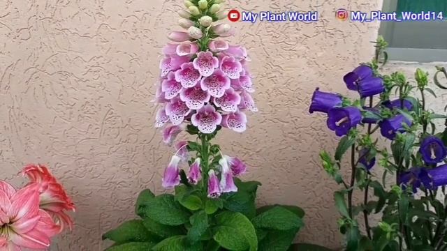 How to grow and care foxgloves/Digitalis Purpurea plant смотреть онлайн