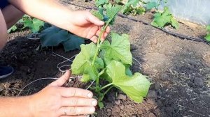 Формирование огурца на начальном этапе развития