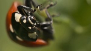 Божья коровка. Интересные факты о названии.