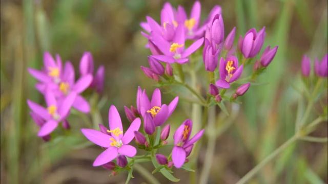 Salvador Boix B10, Centaura, Centaurium Erythraea