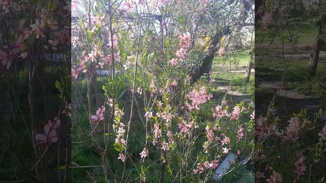 Миндаль.Период цветения.Багульник. смотреть онлайн