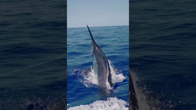 Sea World Fishing смотреть онлайн