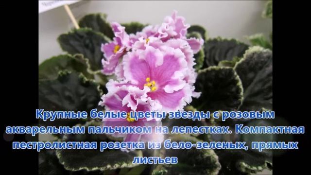 10. Дом фиалки в Москве. Обзор купленных сортов. И необычный молочай. смотреть онлайн