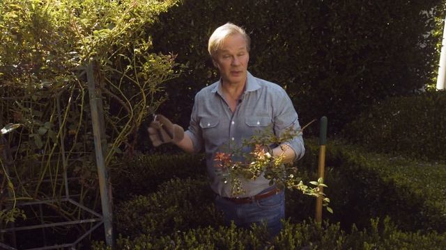 Treating Rose Rosette: Garden Home VLOG | P. Allen Smith (2019) смотреть онлайн