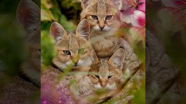 Животные и имя Ульяна♥ смотреть онлайн