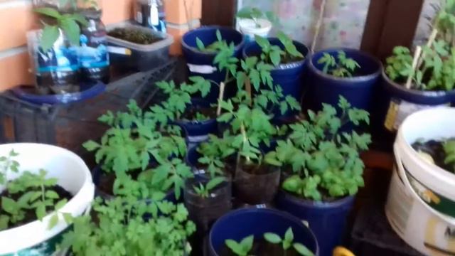 #28. КРАСНОДАР. САД, ОГОРОД НА БАЛКОНЕ. 30 АПРЕЛЯ 2017. смотреть онлайн