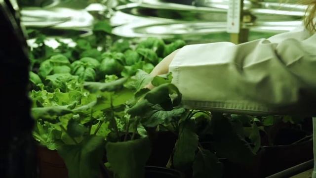 Тепличное освещение смотреть онлайн