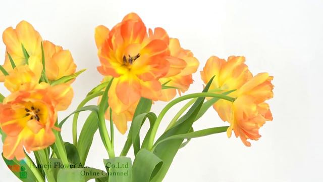【High Quality】Tulip 'Monte Orange'【Japanese Flowers】 смотреть онлайн