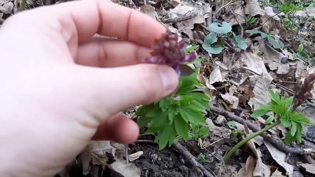 Київські підсніжники_2021 (Galanthus nivalis L.) смотреть онлайн