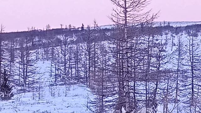 Собаки соседней бригады оленеводов гоняют оленей. смотреть онлайн