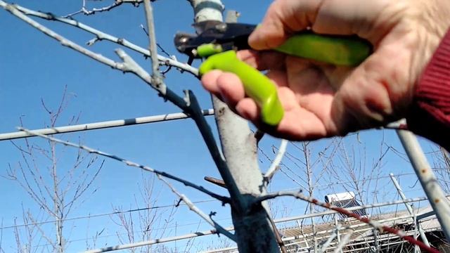 Персиковий сад. Формування веретено.Починаю попередньо обрізати і обмежувати ріст трирічних дерев. смотреть онлайн