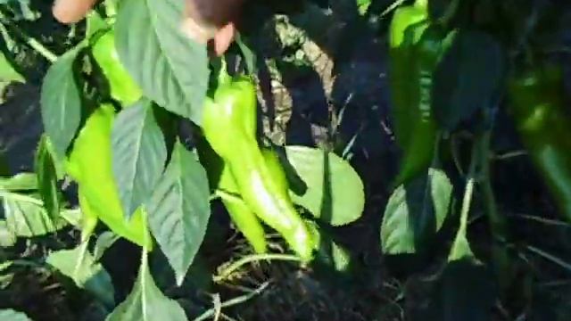 Перец Самандер выращивание в домошних условиях. смотреть онлайн