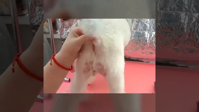 Стрижка пуделя