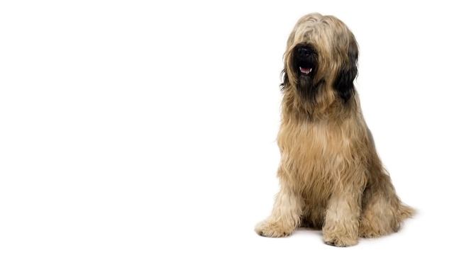 Самые популярные собаки ТОП 50. Учим породы собак (угадай породу собаки). В видео 50 видов собак. смотреть онлайн