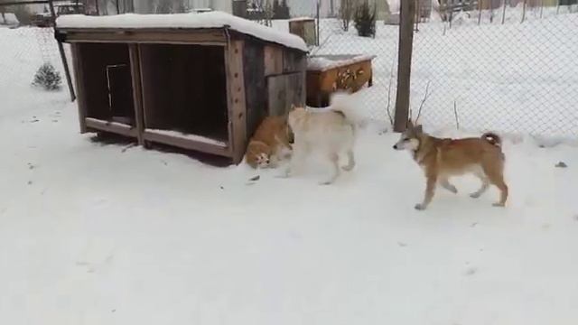 Дар с сыновьями. смотреть онлайн