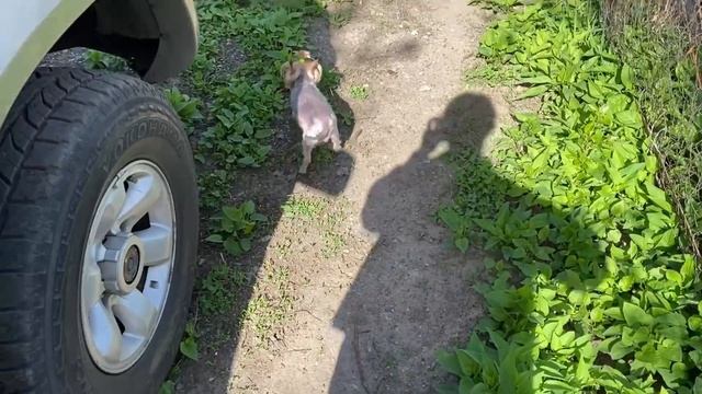 Дачный Влог! ЧАСТЬ 1! Vlog! смотреть онлайн