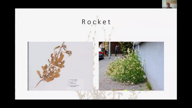 Vic van Pieterson on den Haag's inner-city flora смотреть онлайн