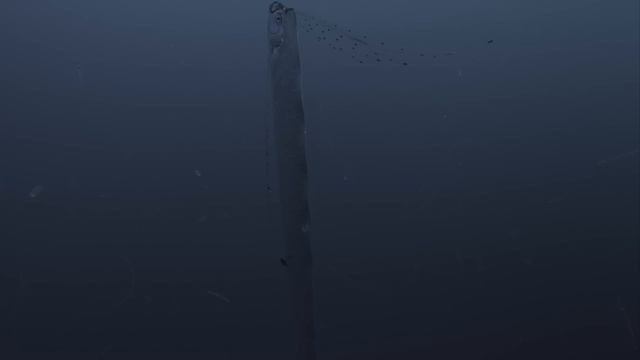 Régalec, le poisson roi des profondeurs | Documentaire animalier 4K смотреть онлайн