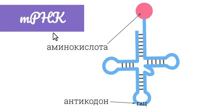 Синтез белка: трансляция | самое простое объяснение смотреть онлайн