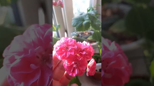 Пеларгония С. Розалинда смотреть онлайн