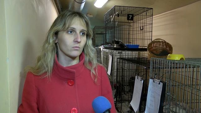 В приюте для животных сезон котят смотреть онлайн