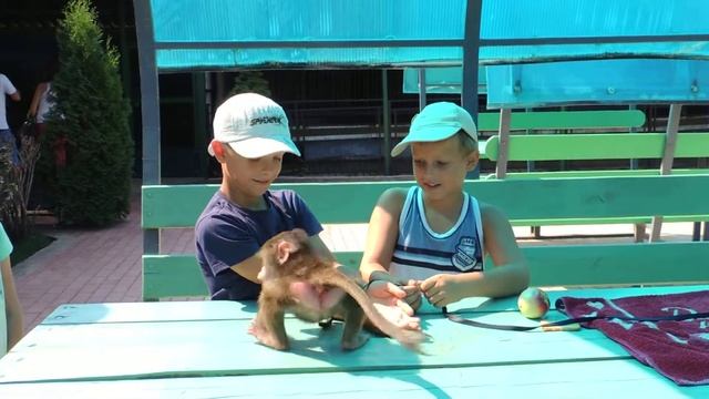 Гамадрил Наталья Марковна веселит детей в зоопарке смотреть онлайн