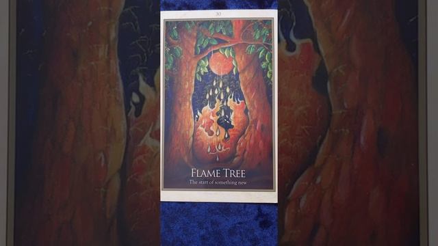 Flame Tree ? Gaia Oracle Card Meaning смотреть онлайн