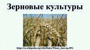 Зерновые культуры