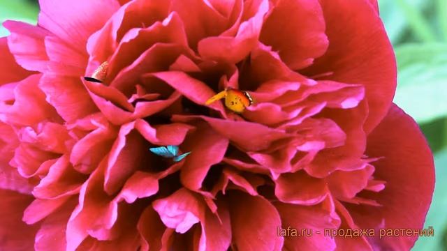 Пион травянистый Биг Бен (paeonia big-ben) ? пион Биг Бен обзор: как сажать луковицы пиона Биг Бен смотреть онлайн