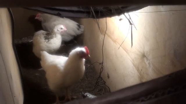 Курица снова села парить #4 смотреть онлайн