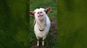 Козел с языком