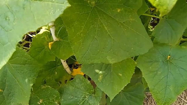 Конкурент или кураж??Сравниваю #огурцы смотреть онлайн