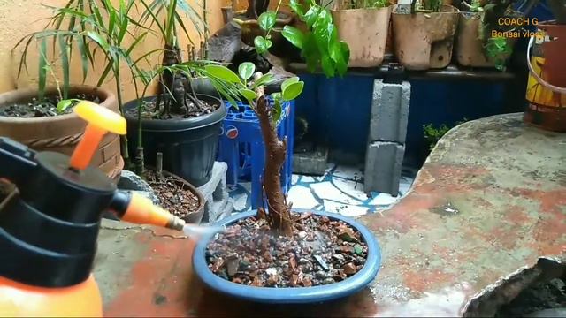How to make Mame bonsai(ficus nana,balete) small bonsai. #plantitos #plantitas vlog#04 смотреть онлайн