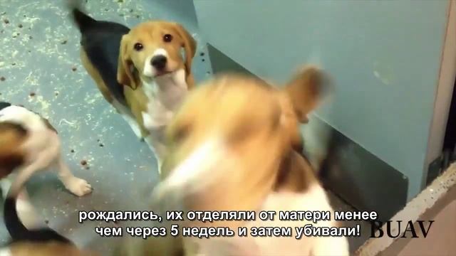 Щенки и котята страдают от опытов в животной лаборатории смотреть онлайн