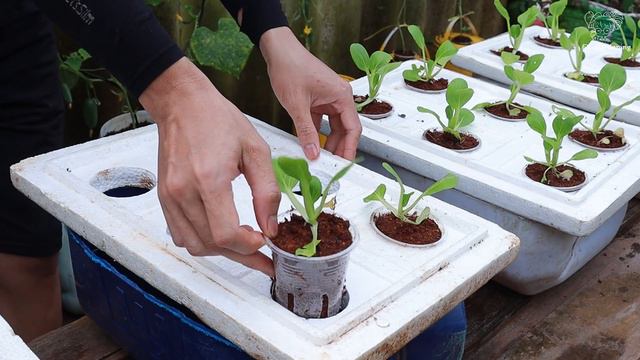 Growing Bok Choy On Water How I Grow Vegetables For My Family смотреть онлайн