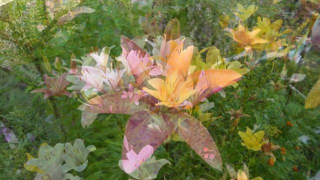 ЦВЕТЫ  В  САДУ .