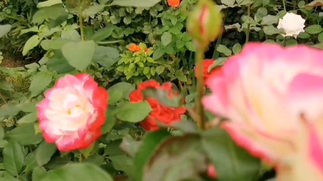 Ювілей Принца Монако? з компаньйонами  Дам де Кер ? Мона Ліза ?та інші.