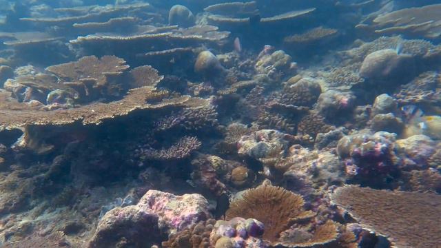 Conrad Maldives Diving