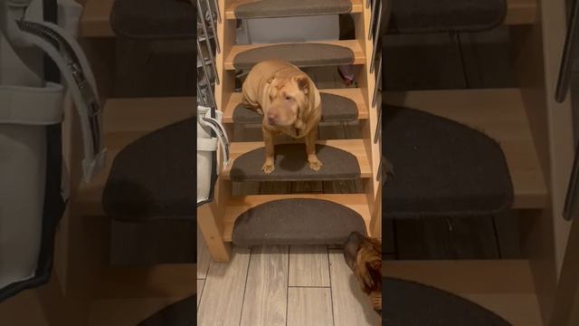 Шарли из Германии