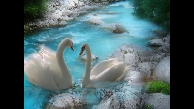 Сказка для детей о том как Лебедь полюбил Лебедиху. смотреть онлайн