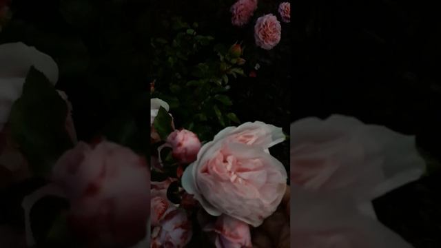 Роза Шато барбероллес. смотреть онлайн