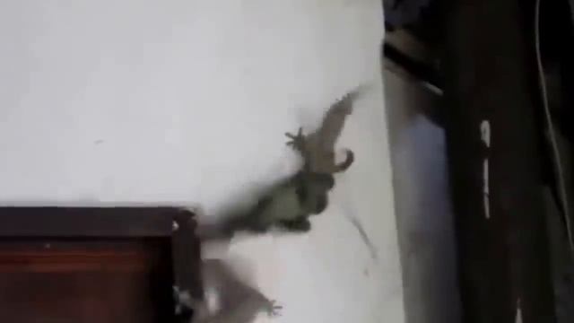 Самые невероятные случаи вторжения диких животных в дома людей смотреть онлайн