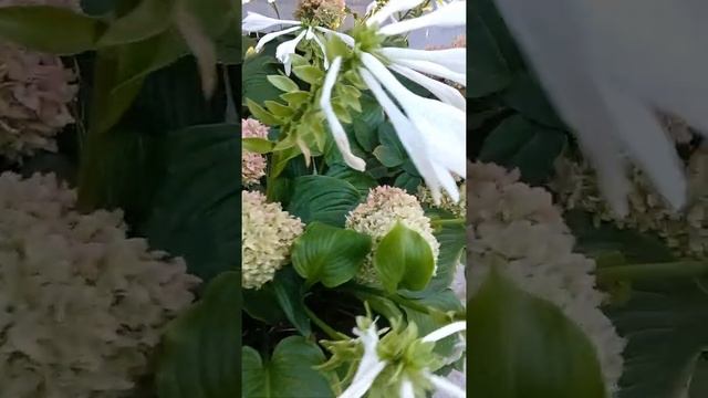Гортензия Magical Sweet Summer смотреть онлайн